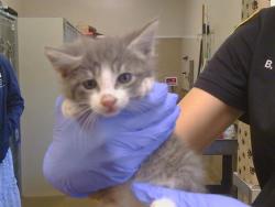 Shelter Stray Male Cat last seen NEWELL ST/BARON AVE, 95821, 3839 Bradshaw Rd, Sacramento, CA 95827, USA