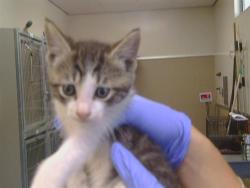 Shelter Stray Male Cat last seen NEWELL ST/BARON AVE, 95821, 3839 Bradshaw Rd, Sacramento, CA 95827, USA