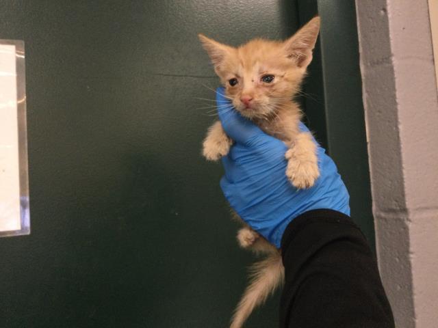 Shelter Stray Male Cat last seen Near BLOCK FRANCIS AVE, INDIO CA 92201, 72050 Pet Land Pl, Thousand Palms, CA 92276, USA