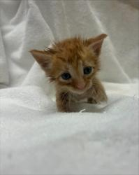 Shelter Stray Male Cat last seen RHINELANDER WAY/CASSLEMAN DR, 95829, 3839 Bradshaw Rd, Sacramento, CA 95827, USA
