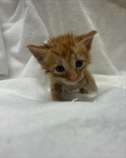 Shelter Stray Male Cat last seen RHINELANDER WAY/CASSLEMAN DR, 95829, 3839 Bradshaw Rd, Sacramento, CA 95827, USA