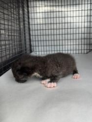 Shelter Stray Male Cat last seen Near BLOCK SW 154TH AVE, 3599 NW 79th Ave, Doral, FL 33122, USA