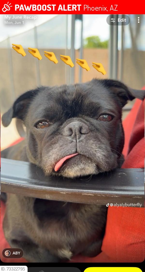 Lost Female Dog last seen W Southern Ave & S 51st Ave, Phoenix, AZ 85339