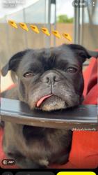 Lost Female Dog last seen W Southern Ave & S 51st Ave, Phoenix, AZ 85339