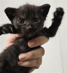 Shelter Stray Female Cat last seen Near BLOCK S UNION AVE, BAKERSFIELD CA 93307, 3951 Fruitvale Ave, Bakersfield, CA 93308, USA