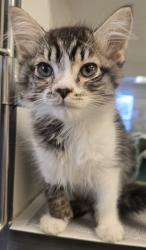 Shelter Stray Female Cat last seen Near BLOCK W JOHNSTON AVE, HEMET CA 92543, 581 S Grand Ave, San Jacinto, CA 92582, USA