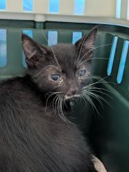 Shelter Stray Male Cat last seen Near BLOCK OILDALE DR, BAKERSFIELD CA 93308, 3951 Fruitvale Ave, Bakersfield, CA 93308, USA