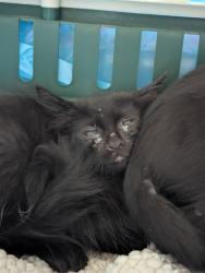 Shelter Stray Female Cat last seen Near BLOCK OILDALE DR, BAKERSFIELD CA 93308, 3951 Fruitvale Ave, Bakersfield, CA 93308, USA