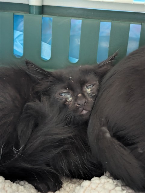 Shelter Stray Female Cat last seen Near BLOCK OILDALE DR, BAKERSFIELD CA 93308, 3951 Fruitvale Ave, Bakersfield, CA 93308, USA