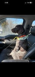 Reunited Male Dog last seen Left yard near Hanley and Sheed, Cincinnati, OH 45247