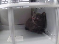 Shelter Stray Female Cat last seen CHARLOTTE, 8315 Byrum Dr, Charlotte, NC 28217, USA