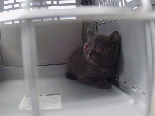 Shelter Stray Female Cat last seen CHARLOTTE, 8315 Byrum Dr, Charlotte, NC 28217, USA