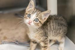 Shelter Stray Male Cat last seen CHARLOTTE, 8315 Byrum Dr, Charlotte, NC 28217, USA