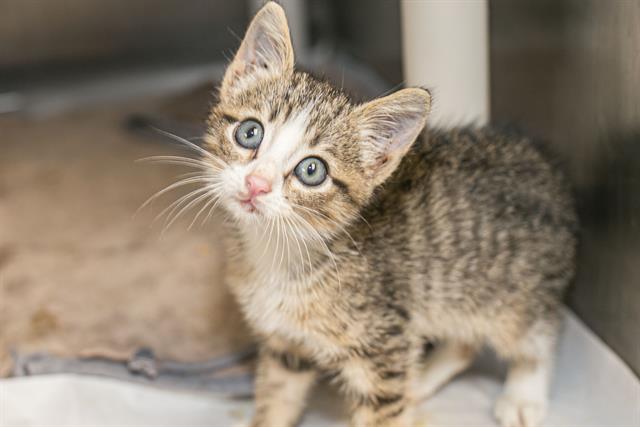 Shelter Stray Male Cat last seen CHARLOTTE, 8315 Byrum Dr, Charlotte, NC 28217, USA