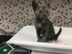 Shelter Stray Female Cat last seen JURUPA ST/ VAN BUREN BLVD, RIVERSIDE, 6851 Van Buren Boulevard, Jurupa Valley, CA 92509, USA