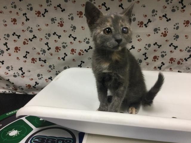 Shelter Stray Female Cat last seen JURUPA ST/ VAN BUREN BLVD, RIVERSIDE, 6851 Van Buren Boulevard, Jurupa Valley, CA 92509, USA