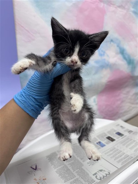 Shelter Stray Female Cat last seen GERONA PL / ZAMORA DR, 9150 Union Park Way, Elk Grove, CA 95624, USA
