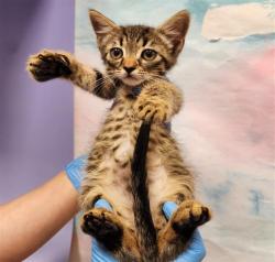Shelter Stray Male Cat last seen GERONA PL / ZAMORA DR, 9150 Union Park Way, Elk Grove, CA 95624, USA