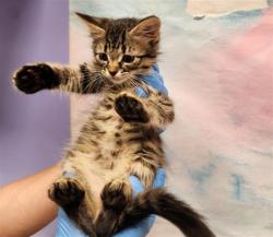 Shelter Stray Female Cat last seen GERONA PL / ZAMORA DR, 9150 Union Park Way, Elk Grove, CA 95624, USA
