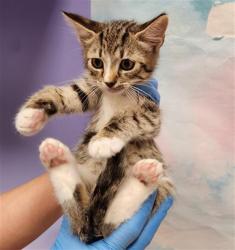 Shelter Stray Male Cat last seen GERONA PL / ZAMORA DR, 9150 Union Park Way, Elk Grove, CA 95624, USA