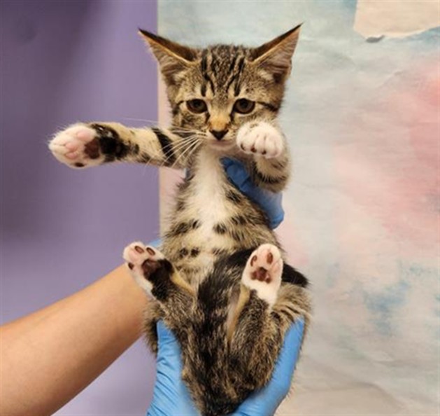 Shelter Stray Female Cat last seen GERONA PL / ZAMORA DR, 9150 Union Park Way, Elk Grove, CA 95624, USA