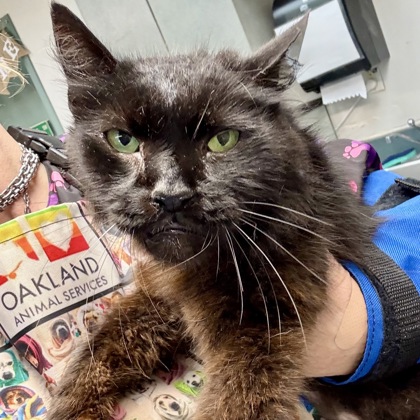 Shelter Stray Male Cat last seen , , CA, 1101 29th Ave, Oakland, CA 94601, USA