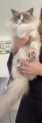 Lost Male Cat last seen Dunfermline ave, Greenvale, VIC 3059