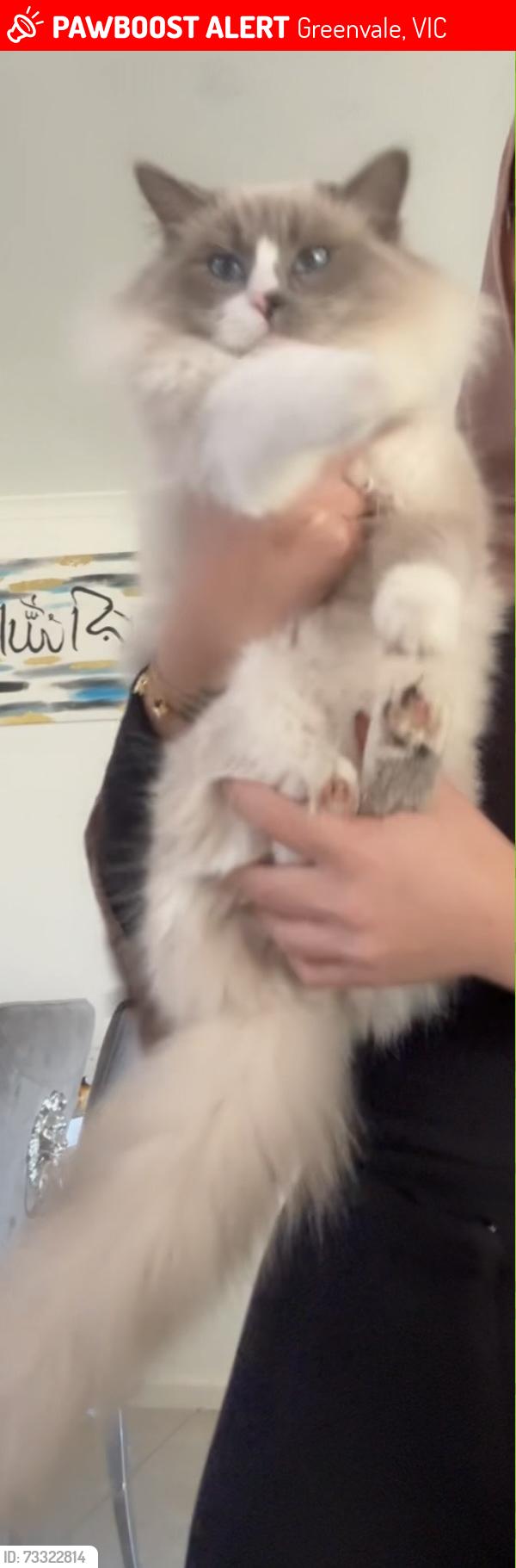 Lost Male Cat last seen Dunfermline ave, Greenvale, VIC 3059