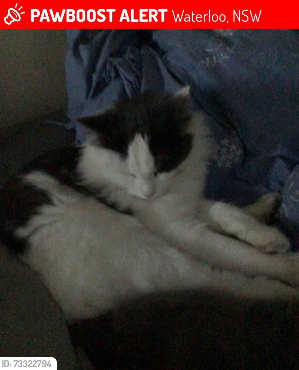 Lost Male Cat last seen Near George street, Waterloo, Waterloo, NSW 2017