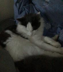 Lost Male Cat last seen Near George street, Waterloo, Waterloo, NSW 2017