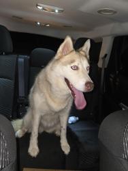 Reunited Female Dog last seen Not far from Cason lane academy, Murfreesboro, TN 37128