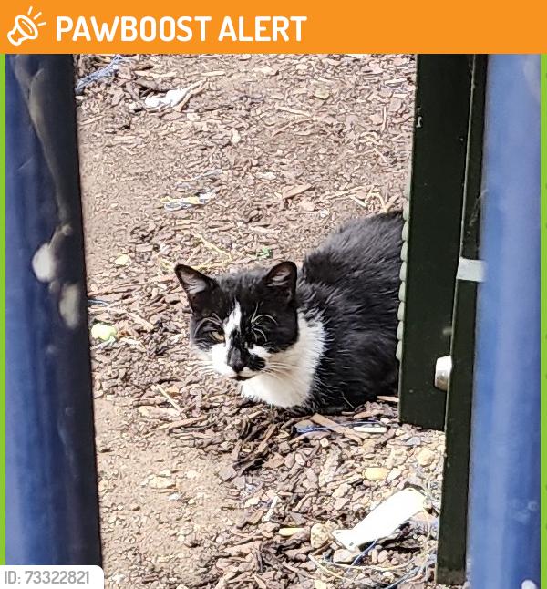 Found/Stray Unknown Cat last seen Outside the est building by Strasburg Road., Greater London, England SW11 5HW