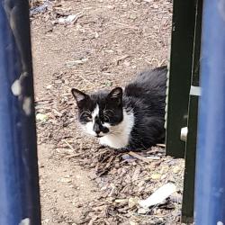 Found/Stray Unknown Cat last seen Outside the est building by Strasburg Road., Greater London, England SW11 5HW