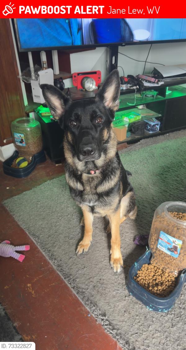 Lost Female Dog last seen Last seen at the back of TA truck stop parking lot by trucker, Jane Lew, WV 26378