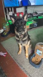 Lost Female Dog last seen Last seen at the back of TA truck stop parking lot by trucker, Jane Lew, WV 26378