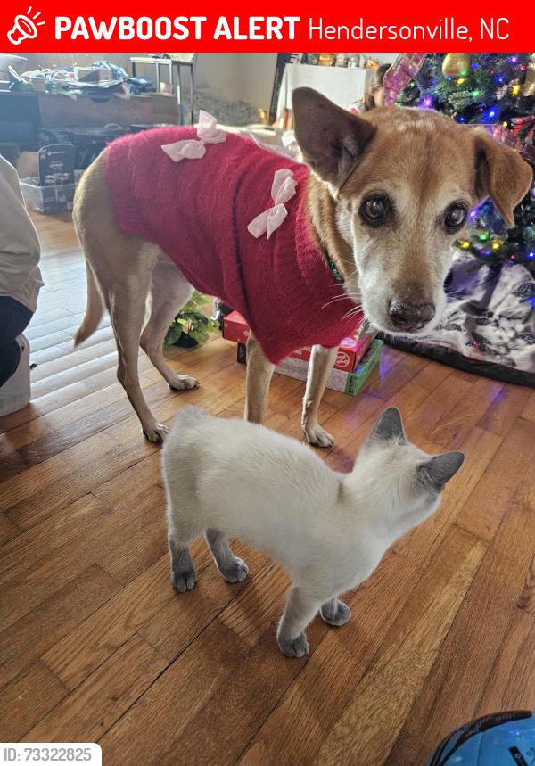 Lost Female Dog last seen Sweetpea & Green Haven, Hendersonville, NC 28791