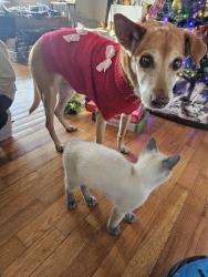 Lost Female Dog last seen Sweetpea & Green Haven, Hendersonville, NC 28791