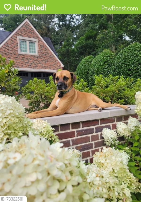 Reunited Female Dog last seen Clifton and South Ponce near the Frazier Center, Atlanta, GA 30307