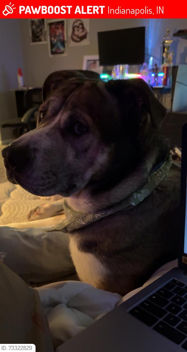 Lost Male Dog last seen 38th street near Burger King area, Indianapolis, IN 46214