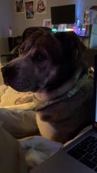 Lost Male Dog last seen 38th street near Burger King area, Indianapolis, IN 46214