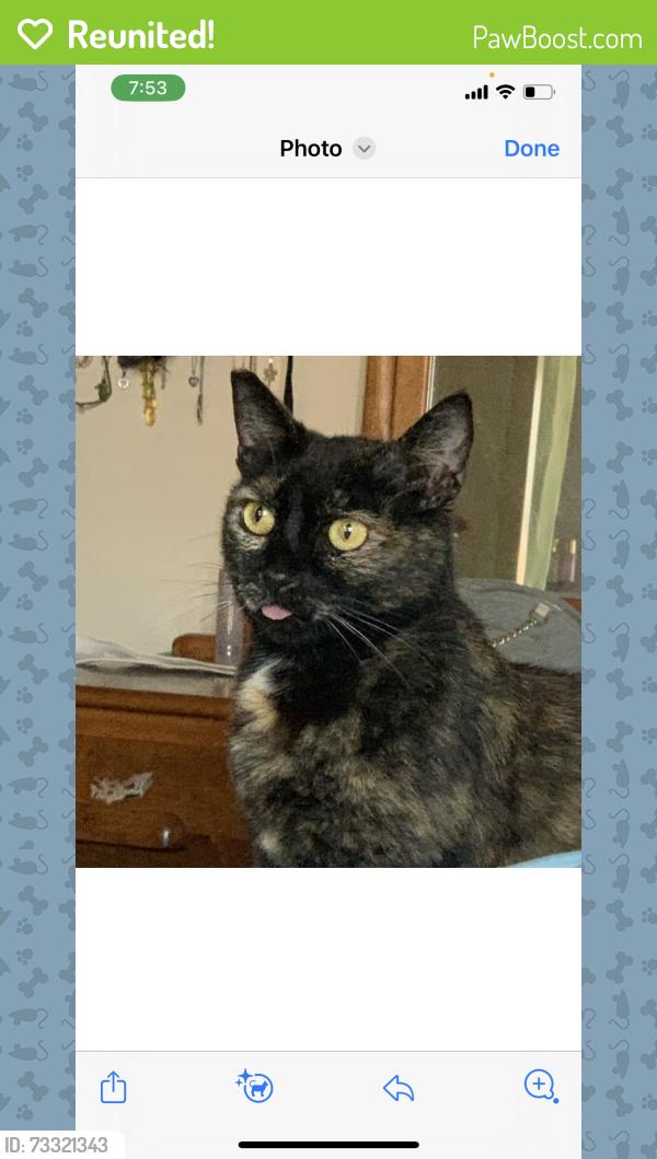 Reunited Female Cat last seen Cloyn, Oxnard, CA 93033