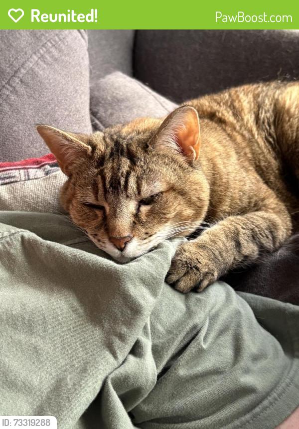 Reunited Female Cat last seen Laurie Ave, Boston, MA 02132