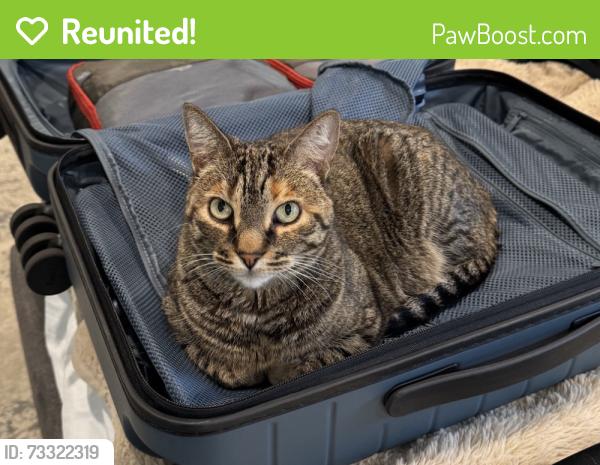 Reunited Female Cat last seen 32nd Ave & Alkire Ct, Golden, CO, Golden, CO 80401