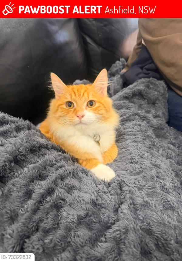 Lost Male Cat last seen Hank St, Ashfield, Ashfield, NSW 2131