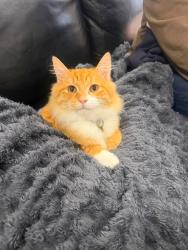 Lost Male Cat last seen Hank St, Ashfield, Ashfield, NSW 2131