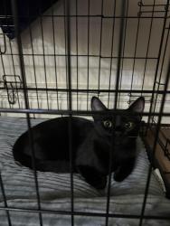 Lost Male Cat last seen Fred Meyer in eagle river, Anchorage, AK 99577