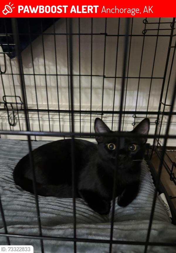 Lost Male Cat last seen Fred Meyer in eagle river, Anchorage, AK 99577