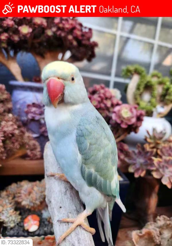 Lost Female Bird last seen Hyde St between Frutivale and Coolidge, Oakland, CA 94601