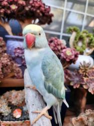 Lost Female Bird last seen Hyde St between Frutivale and Coolidge, Oakland, CA 94601