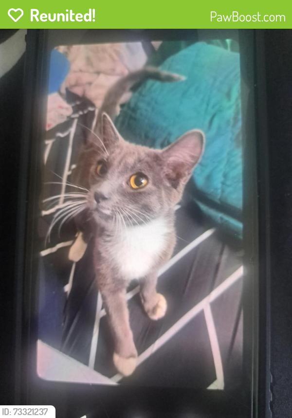 Reunited Female Cat last seen Romaine and ardmore, Los Angeles, CA 90029